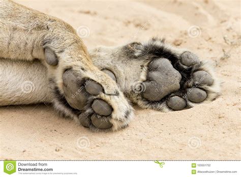 Close Up Of Big And Powerful Lion Paws On Soft Kalahari Sand Stock