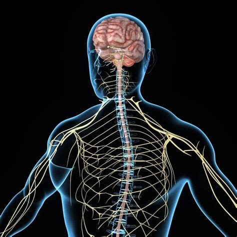 The picture you have in your mind of the nervous system probably includes the brain, the nervous tissue contained within the cranium, and the spinal cord, the extension of nervous tissue within the vertebral column.that suggests it is made of two organs—and you may not even think of the spinal cord as an organ—but the nervous system is a very complex structure. 3 Types of Neurons (Plus Facts About the Nervous System)