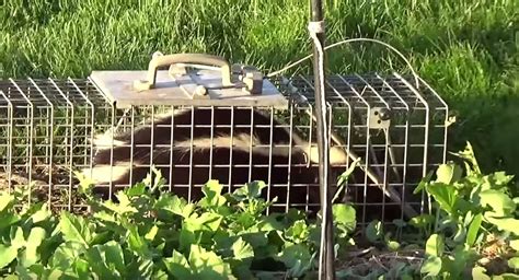 Trapping Skunks How To Trap Skunks And Manage Skunk Traps