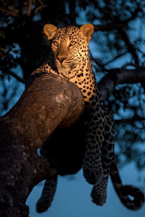 Leopard Blues By Rudi Hulshof On 500px Animals Beautiful Beautiful