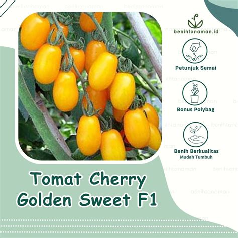 Jual 3 Biji Benih Tomat Cherry Kuning Golden Sweet F1 Toleran Layu
