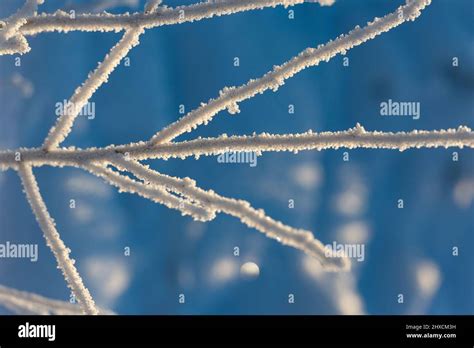 Branches Of A Tree Covered With Ice Crystals In Sunlight Hi Res Stock