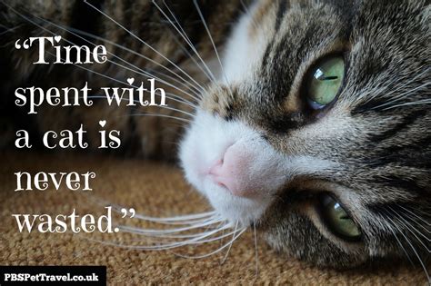 Best Cat Quotes Quotesgram