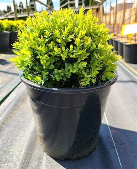 Buxus English Box Topiary Ball 10 Pot Hello Hello Plants