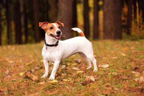 Jack Russell Terrier Zdjęcia Polska Zdjecia