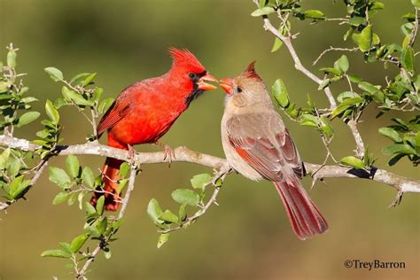 Cardinalpair Dimmitcotx Beautiful Birds Cardinal Birds Pretty