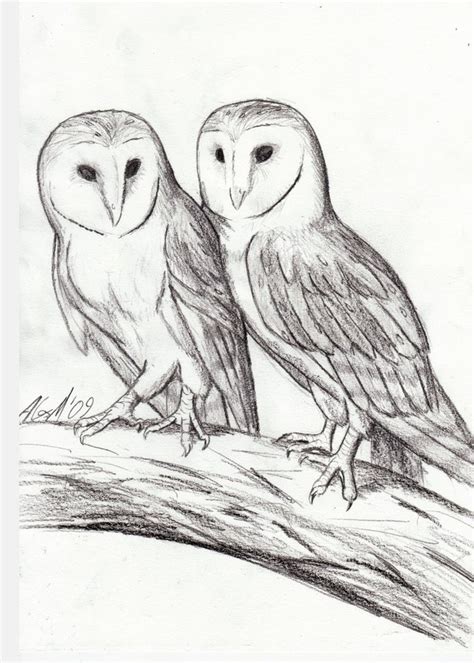 Two Barn Owls Perched On Tree Branch Chouette Effraie Dessin Chouette