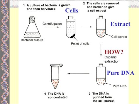 Dna Extraction From E Coli Materials Required And Protocol Online
