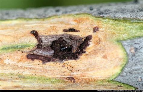 Thousand Cankers Disease Of Black Walnut
