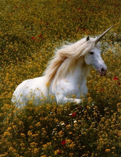 A Magical Unicorn Things That Inspire Me Em 2019 Unicórnio Real