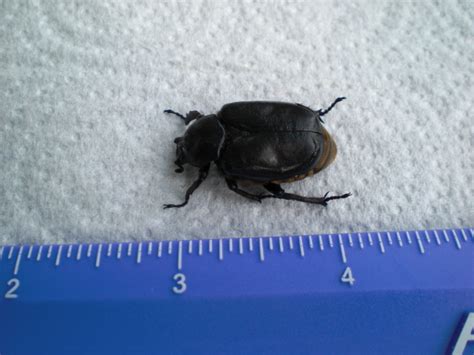 A Beetle Identification Biological Science Picture Directory