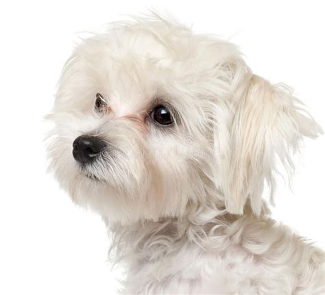 Close Up Of Maltese Puppy 6 Months Old Royalty Free Stock Photography