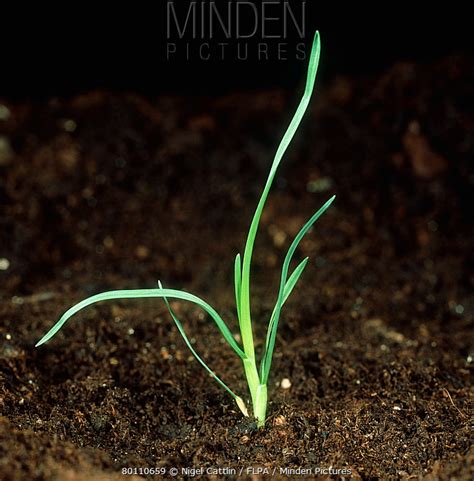 Minden Pictures Annual Meadow Grass Poa Annua Seedling Plant