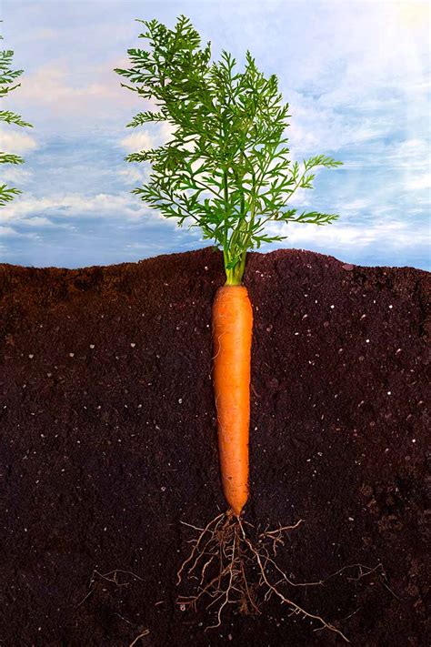 9 Causes Of Deformed Carrots How To Identify And Prevent Them