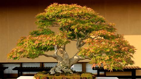 17 Bonsai Hd Wallpapers Background Images Wallpaper Abyss