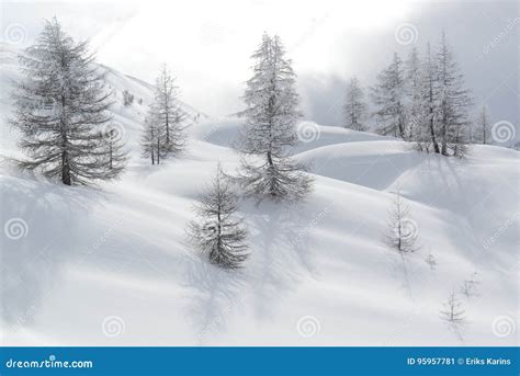 Snow Covered Hills And Trees Shortly Before Blizzard Stock Image