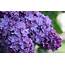 Best Image Of Lilac Petals Picture Many 2048×1312 Px  ImageBankbiz