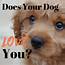 Signs Your Dog Loves You  PetHelpful
