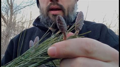 Winter Wild Edibles What To Forage In Late Winter Part 2 Youtube