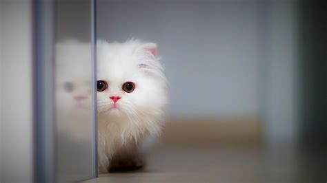 20 Perfect Cute Wallpaper Desktop 4k You Can Save It At No Cost