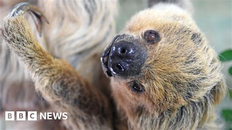 Germany Celebrates Worlds Oldest Sloth Bbc News