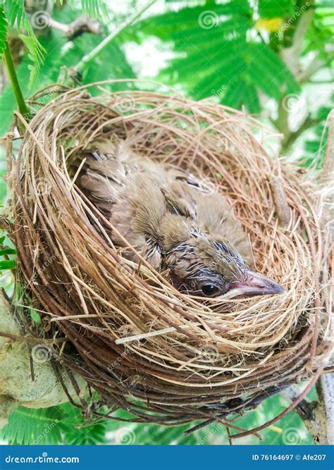 Baby Birds In A Nest On Tree Nature Stock Image Image Of Brood