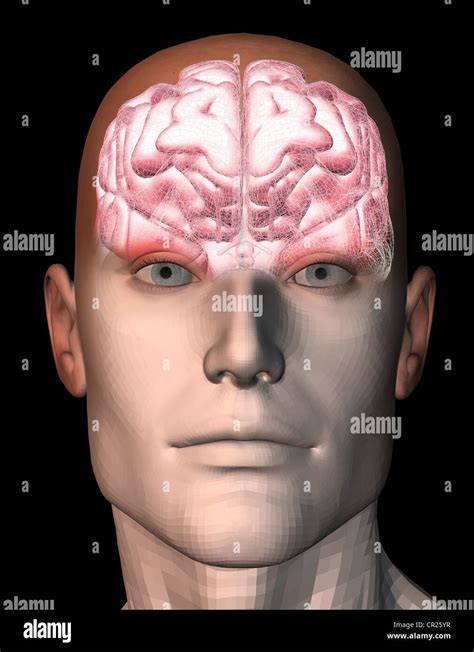 Illustration Of The Human Brain Within A Mans Head Stock Photo Alamy