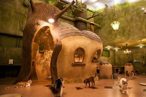 The top 10 animal cafes in Tokyo | Time Out Tokyo