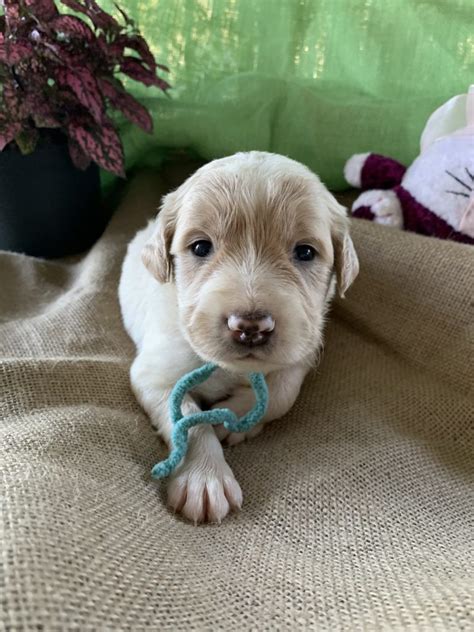 If you are looking to adopt or buy a goldendoodle take a look here! Goldendoodle Puppies for Sale in Florida by Love My ...