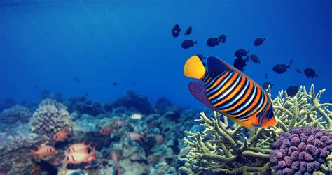 Maui Underwater Life Ocean Animals Found On Maui