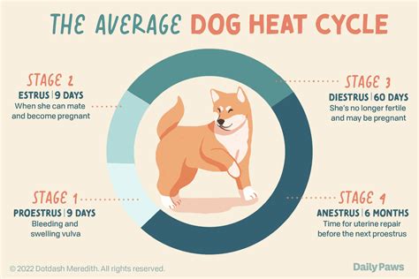 How Long Are Dogs In Heat Daily Paws