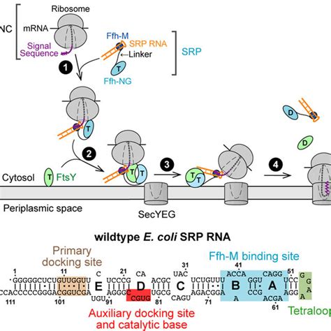 Loop E Mutants Disrupt Correct Docking Of The Gtpase Complex At The