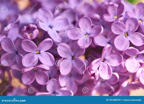 Fragrant Spring Lilac Flowers In The Springtime Garden Stock Photo