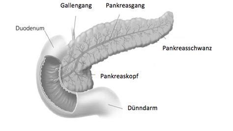 Es gibt intrahepatische (in der leber gelegene, von griechisch hepar „leber. Krankheiten und Therapien
