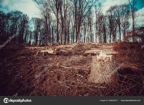 Forest Deforestation Tree Concept Logging Pile Stock Photo My Xxx Hot