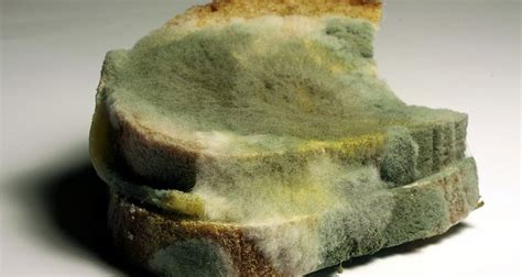 How Does Mold Grow On Bread