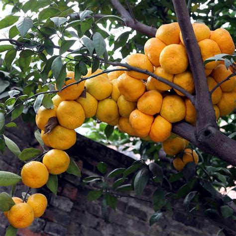 Mini Potted Orange Tree Climbing Seed 100pcs Then On The Results Of