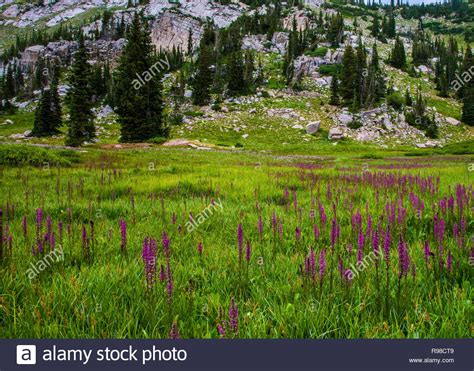 Utah Wildflowers High Resolution Stock Photography And Images Alamy