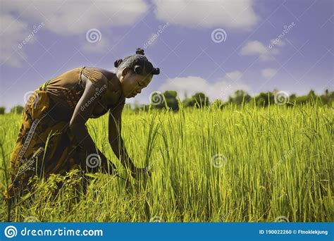 madagascar africa woman worker harvesting rice field in the morning scene at morondava town