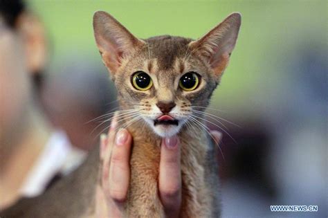 Sofisticat Feline Beauty Contest Held In Bucharest Romania Xinhua