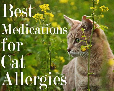 Diagnosing flea allergies in cats. 6 Best Medications for Cat Allergies 2020 | Cat Mania