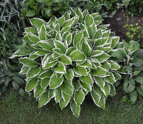 W And W Nursery And Landscaping All About Hostas