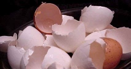 Fungsi Cangkang Telur Untuk Berkebun