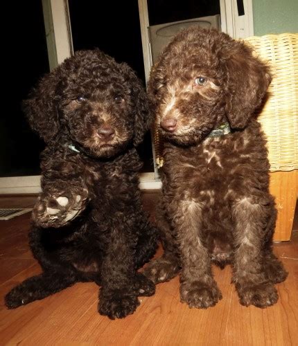 There are 1207 labradoodle puppies for sale on etsy, and they cost $13.87 on average. F1B Labradoodle Puppies for Sale in Washington - Summer ...