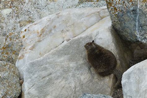 Free Images Nature Rock Animal Wildlife Wild Zoo Sitting Brown