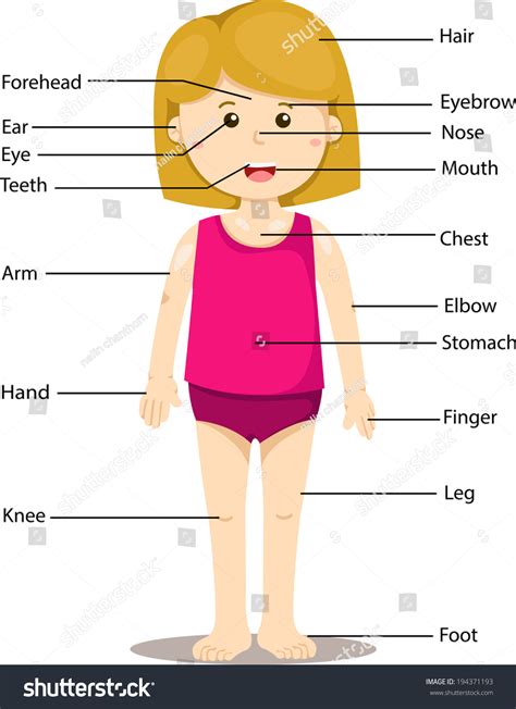 Illustrator Girl Labeled Body Parts Stock Vector Royalty Free 194371193