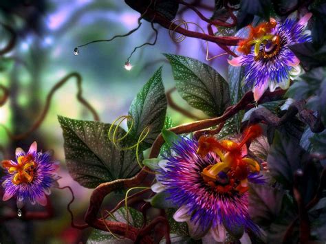 Colourful Nature Multi Color Flowers Wallpaperspictures
