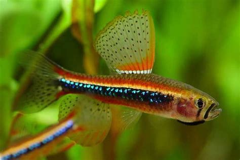 Poecilocharax Weitzmani Black Darter Tetra Male Аквариумные рыбки