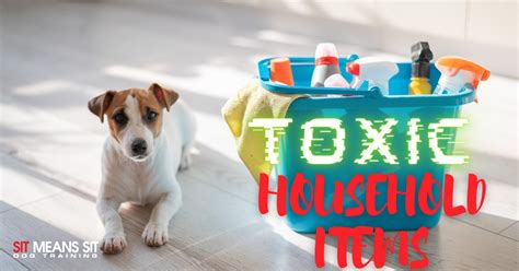 These Household Items Are Toxic To Dogs Sit Means Sit Dog Training