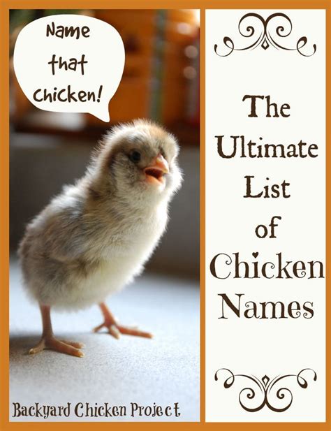 As 25 Melhores Ideias De Funny Chicken Names No Pinterest Memes